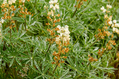 Lupinus sulphureus