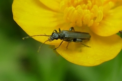 Oedemera virescens