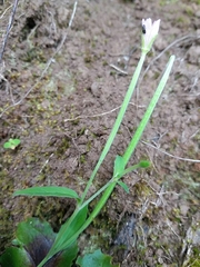 Epilobium roseum