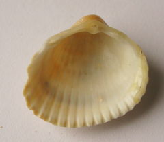 Cerastoderma glaucum