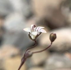 Nemacladus inyoensis