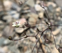 Nemacladus inyoensis