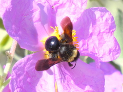Andrena morio