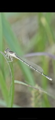 Enallagma durum