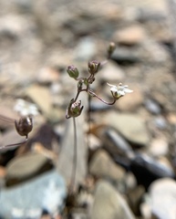 Nemacladus inyoensis