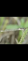 Enallagma durum