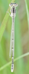 Enallagma durum
