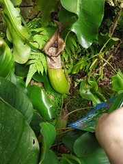 Nepenthes truncata