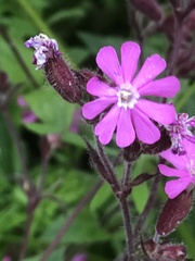 Silene dioica