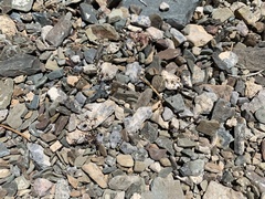 Nemacladus inyoensis