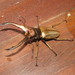 Cyclommatus chewi - Photo (c) teresap, algunos derechos reservados (CC BY-NC), subido por teresap