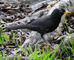 Turdus merula