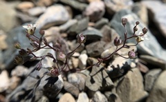 Nemacladus inyoensis