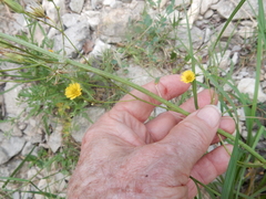Crepis pulchra
