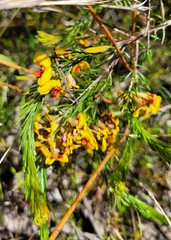 Dillwynia floribunda