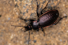 Carabus billbergi