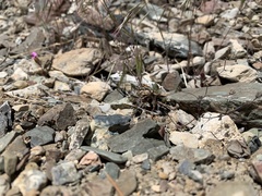 Nemacladus inyoensis