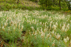 Lupinus sulphureus