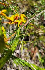 Dillwynia floribunda