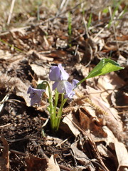 Viola sacchalinensis