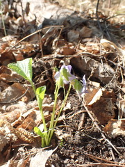 Viola sacchalinensis