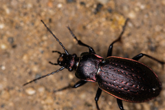 Carabus billbergi