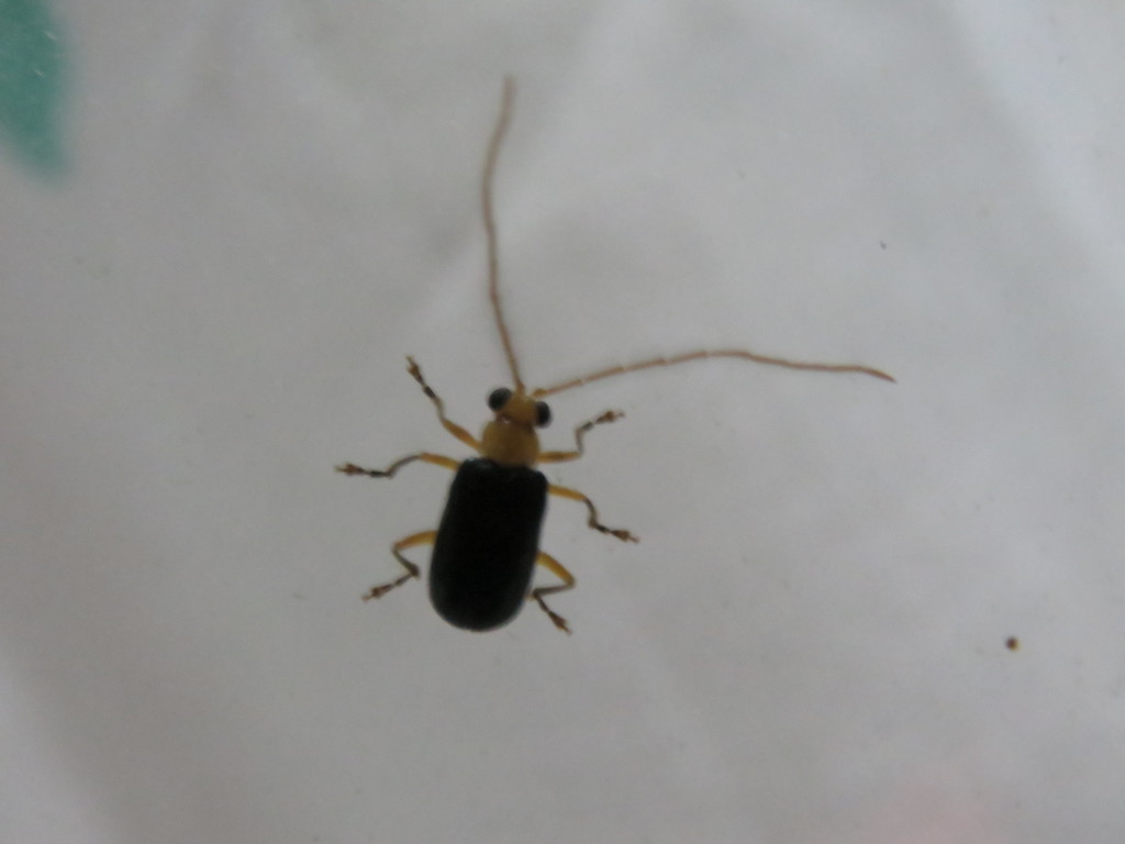 Taumacera moseykoi