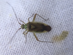 Closterotomus trivialis