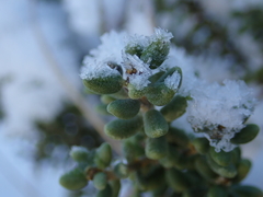 Olearia cymbifolia