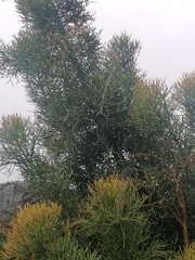 Euphorbia tirucalli
