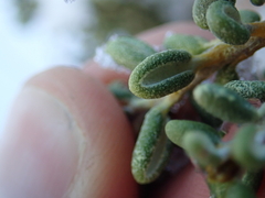 Olearia cymbifolia