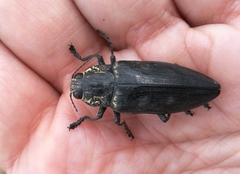 Chalcophora detrita