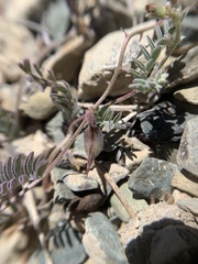 Astragalus inyoensis