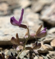 Astragalus inyoensis