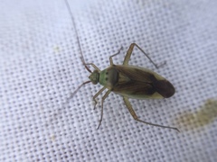 Closterotomus trivialis