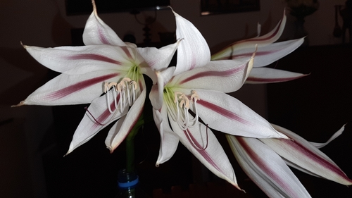 Crinum image