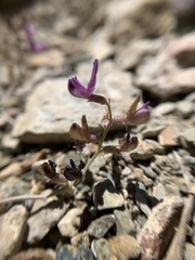 Astragalus inyoensis