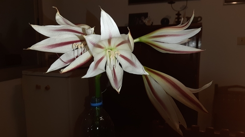 Crinum ornatum image