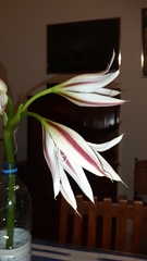 Crinum ornatum image