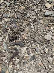 Astragalus inyoensis