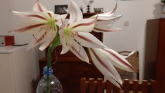 Crinum ornatum image