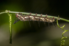 Dryas iulia alcionea
