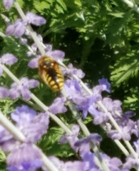 Anthidium