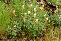 Lupinus sulphureus