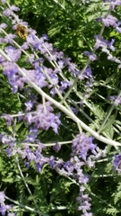 Anthidium