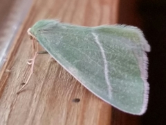 Chlorosea banksaria
