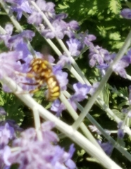 Anthidium