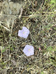 Convolvulus cantabrica