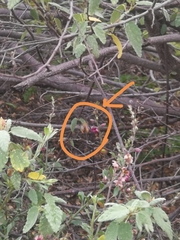 Centris niveofasciata