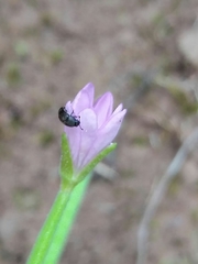 Epilobium roseum
